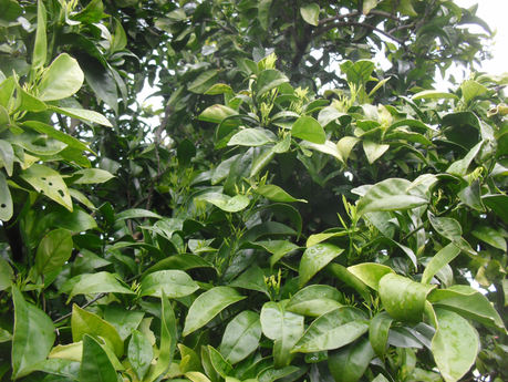 LA ACTIVIDAD EN EL HUERTO EN FEBRERO 2014