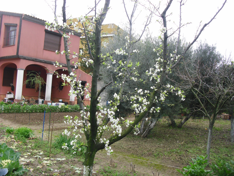 LA ACTIVIDAD EN EL HUERTO EN FEBRERO 2014