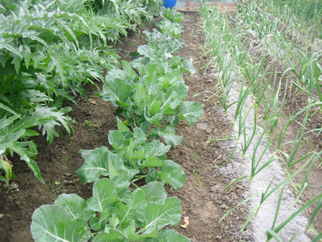 LA ACTIVIDAD EN EL HUERTO EN FEBRERO 2014