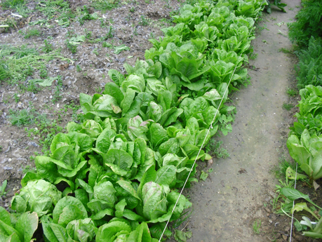 LA ACTIVIDAD EN EL HUERTO EN FEBRERO 2014