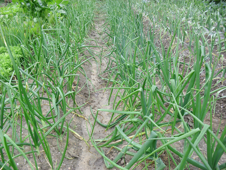 LA ACTIVIDAD EN EL HUERTO EN FEBRERO 2014