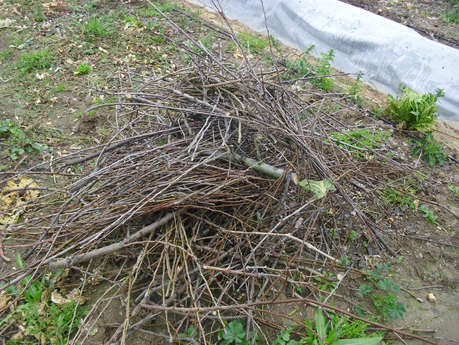 LA ACTIVIDAD EN EL HUERTO EN FEBRERO 2014