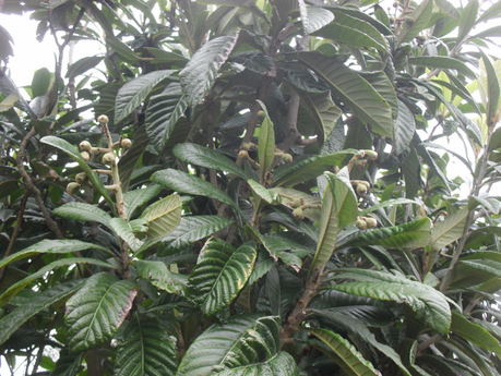 LA ACTIVIDAD EN EL HUERTO EN FEBRERO 2014