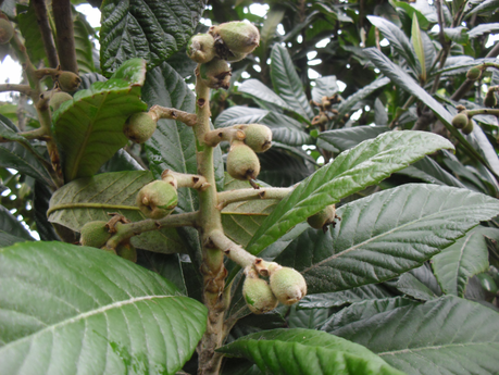 LA ACTIVIDAD EN EL HUERTO EN FEBRERO 2014