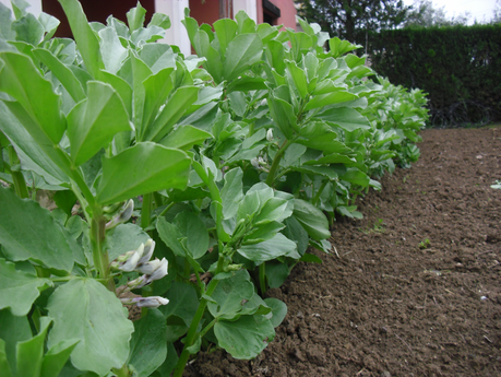 LA ACTIVIDAD EN EL HUERTO EN FEBRERO 2014