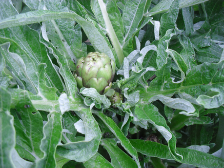 LA ACTIVIDAD EN EL HUERTO EN FEBRERO 2014