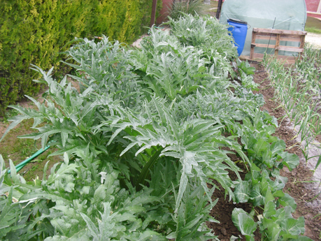 LA ACTIVIDAD EN EL HUERTO EN FEBRERO 2014