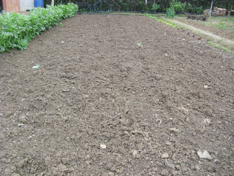 LA ACTIVIDAD EN EL HUERTO EN FEBRERO 2014