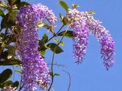 volubilis Petrea