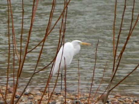 Garza Blanca en el río Bernesga a su paso por la ciudad de León