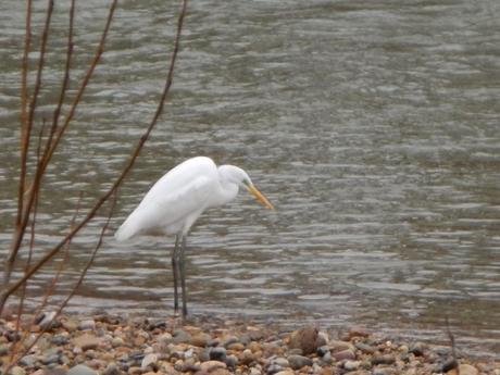 Garza Blanca en el río Bernesga a su paso por la ciudad de León