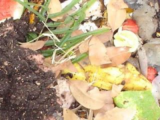 HACER UN COMPOSTERO EN CASA