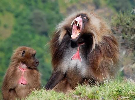 MONOS QUE SIMULAN EL LENGUAJE DE LOS HUMANOS