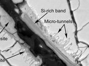 ¿Pruebas vida Marte antiguo meteorito?