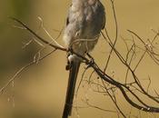 Yetapá grande (Streamer-tailed Tyrant) Gubernetes yetapa