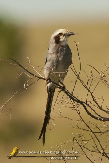 Yetapá grande (Streamer-tailed Tyrant) Gubernetes yetapa