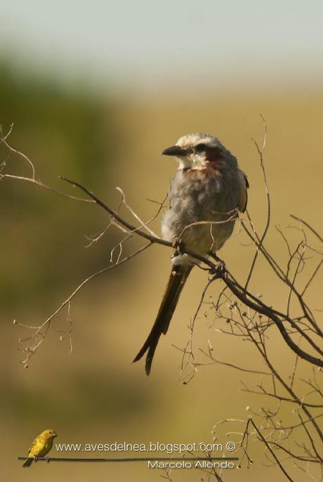 Yetapá grande (Streamer-tailed Tyrant) Gubernetes yetapa