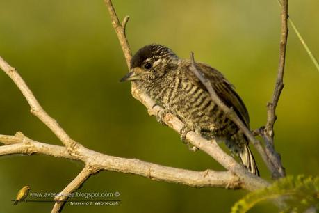 Carpinterito común (White-barred Piculet) Picumnus cirratus