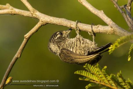 Carpinterito común (White-barred Piculet) Picumnus cirratus