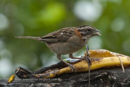 Cuando hay hambre ...