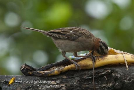 Cuando hay hambre ...