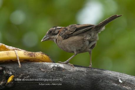 Cuando hay hambre ...