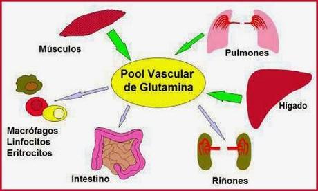 La glutamina, ¿un suplemento?