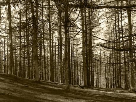 CRÍTICAS QUE DESTRIPAN LA TRAMA