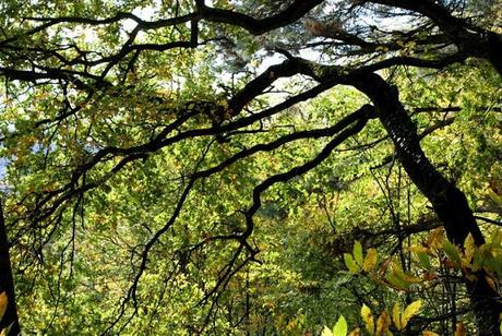 VERDADES Y MENTIRAS DE LOS ANIMALES EN EL CINE