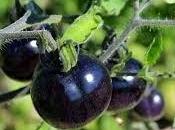Tomates Negros