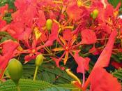Delonix regia