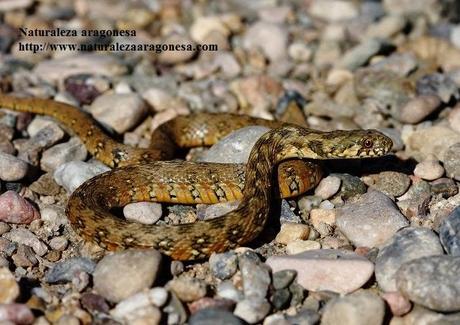 La Culebra viperina (Natrix maura L.) en Aragón - Vipernatter