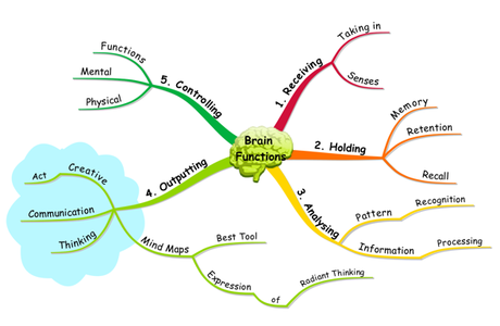 brain-functions Las funciones cerebrales
