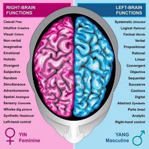 funciones-de-izquierda-y-derecha-del-cerebro-humanos Funciones por hemisferios
