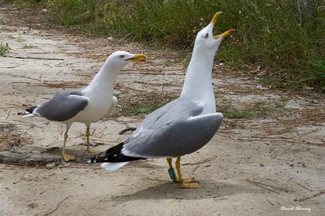 Invítame a cenar y puede que tengamos hijos juntos