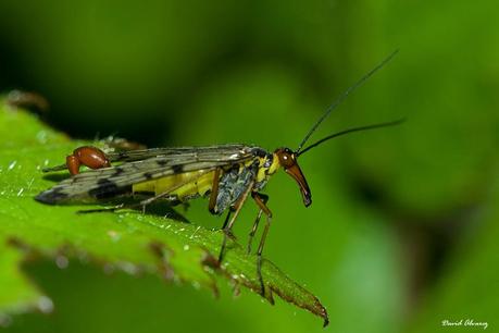 Invítame a cenar y puede que tengamos hijos juntos