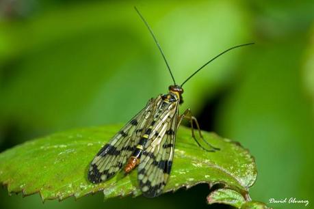 Invítame a cenar y puede que tengamos hijos juntos