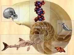 MÁS SOBRE EVOLUCIÓN