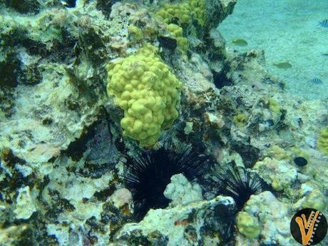 Snorkeling en Cozumel