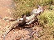 Serpiente come cocodrilo después batalla