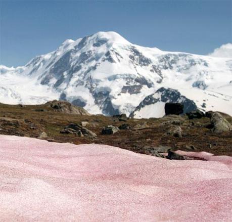 alpes suizos