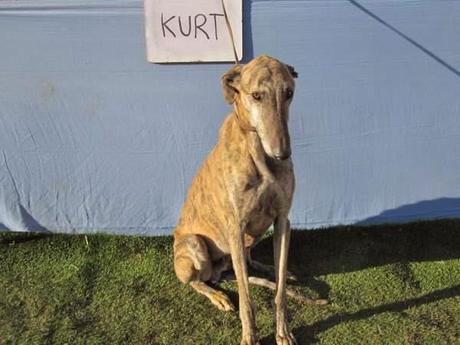 KURT, OTRA VICTIMA DEL FIN DE LA TEMPORADA DE CAZA. (CUIDAD REAL)