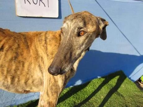 KURT, OTRA VICTIMA DEL FIN DE LA TEMPORADA DE CAZA. (CUIDAD REAL)