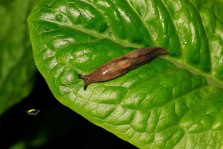 50 maneras de combatir caracoles y babosas.