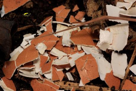 50 maneras de combatir caracoles y babosas.