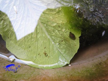 50 maneras de combatir caracoles y babosas.