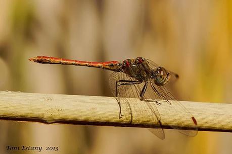 Para ampliar Sympetrum sinaiticum (Dumont, 1977) hacer clic