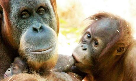 Noticia Increible. Denuncian tráfico de orangutanes para ser prostituidos en Asia