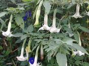 Floripon