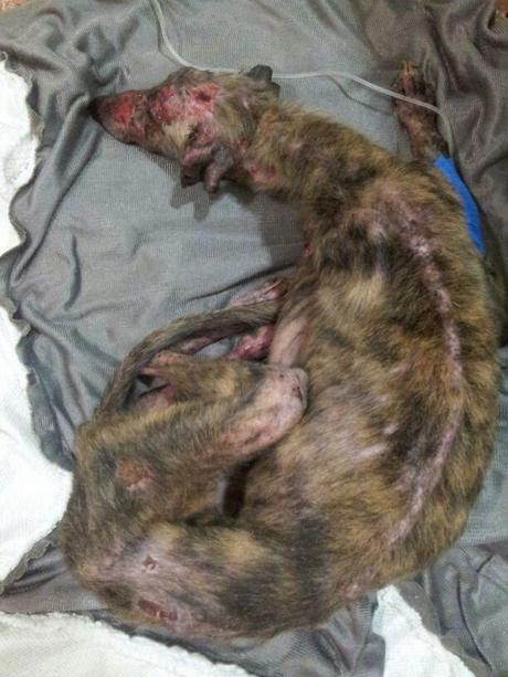 Moritz, nuevo caso de maltrato animal. (Teruel)